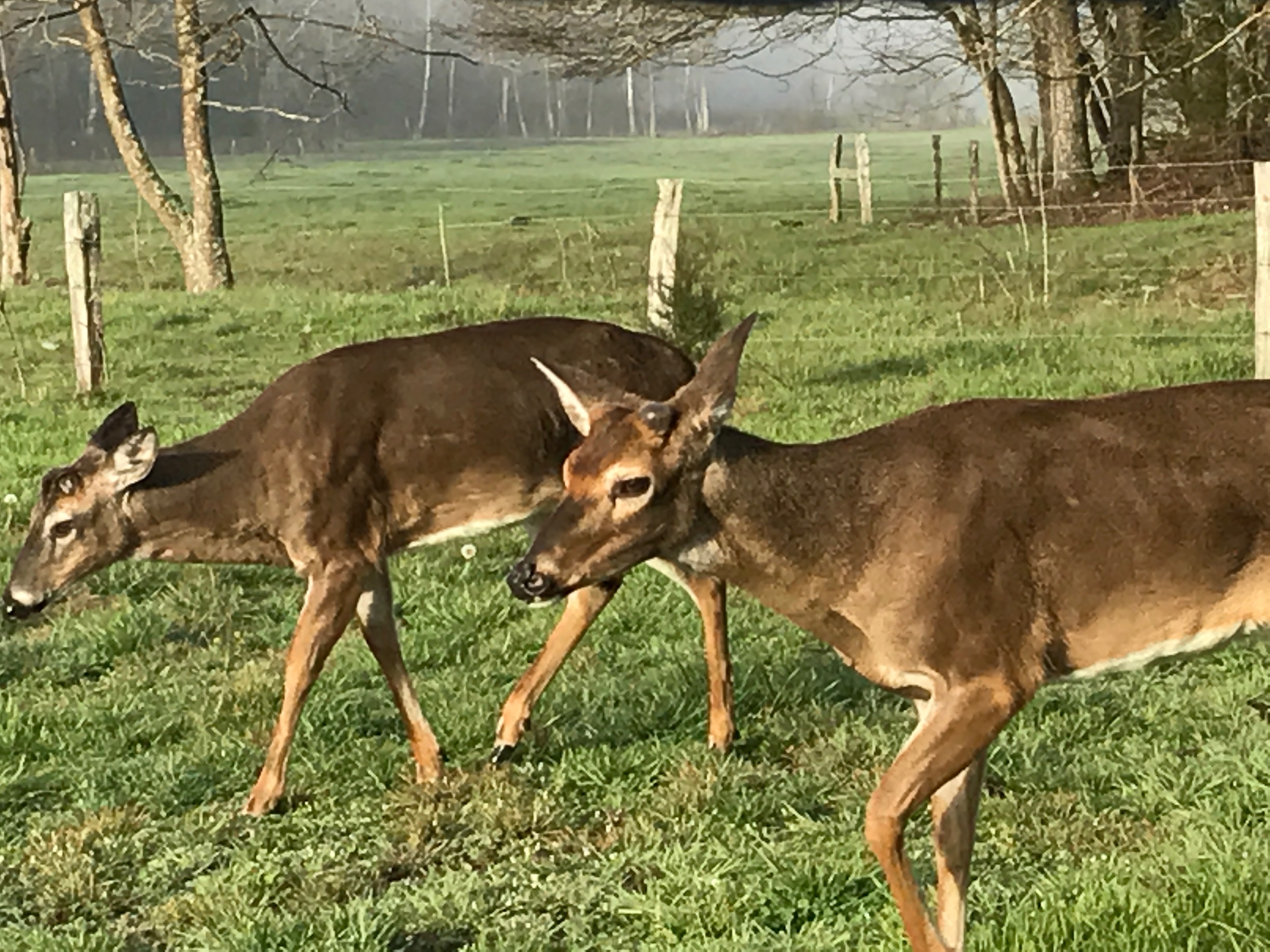 File Mar 31, 9 02 34 AM (1)